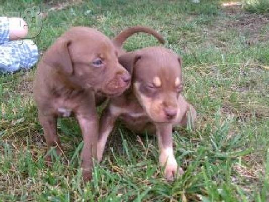 PoulaTo: pitbull