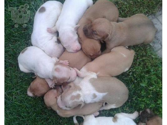 pit bull