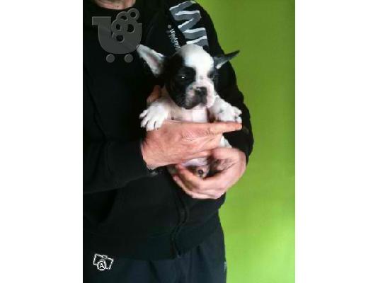 PoulaTo: FRENCH BULLDOG