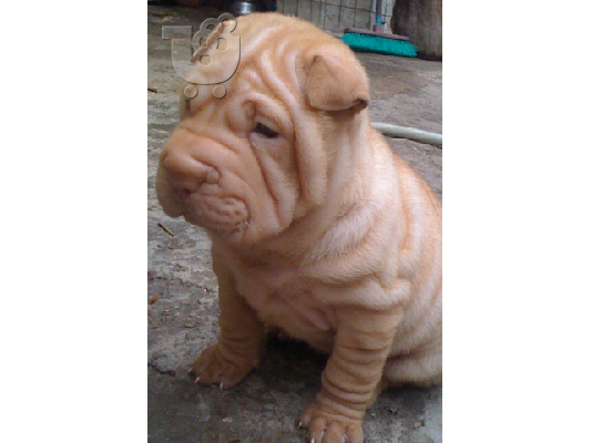 PoulaTo: shar pei πωλουνται