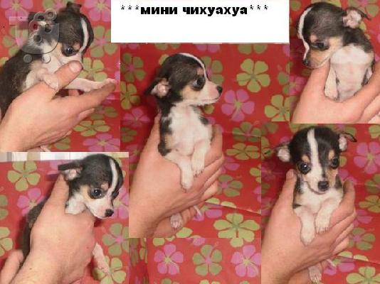 Πώληση Mini Τσιουάουα