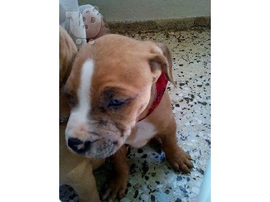 PoulaTo: ΚΑΘΑΡΟΑΙΜΑ ΚΟΥΤΑΒΙΑ PITBULL