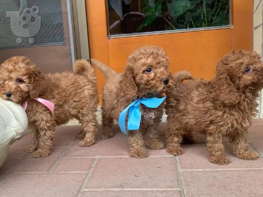 PoulaTo: Pomeranian Κουτάβια διαθέσιμα