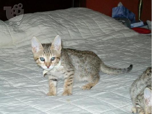 PoulaTo: Occelot, Savannah, Caracal, γατάκια