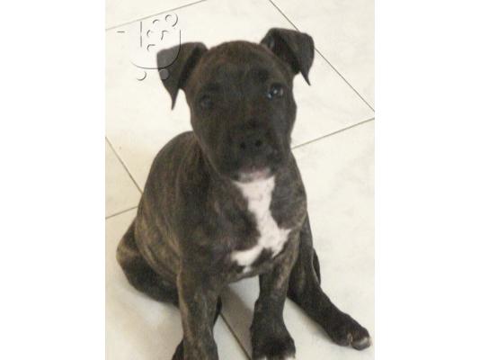 PoulaTo: Πωλείται american staffordshire terrier στη ρόδο