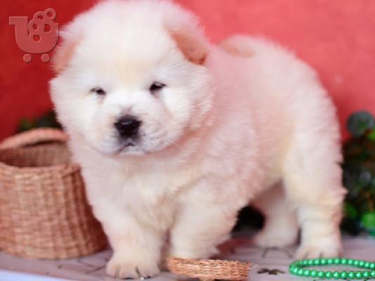 PoulaTo: CHOW CHOW