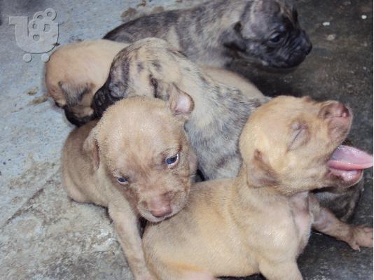 pitbull