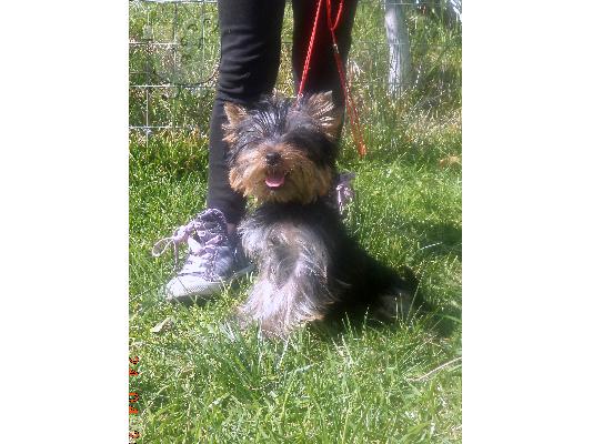 Yorkshire terrier-Γιορκσαιρ τεριε
