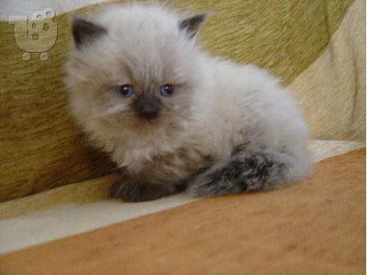 himalayians babies Περσική (Persian)