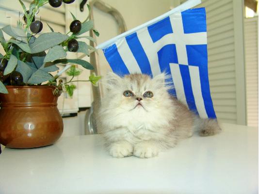 PoulaTo: Πωλούνται καθαρόαιμα περσικά γατάκια chinchilla
