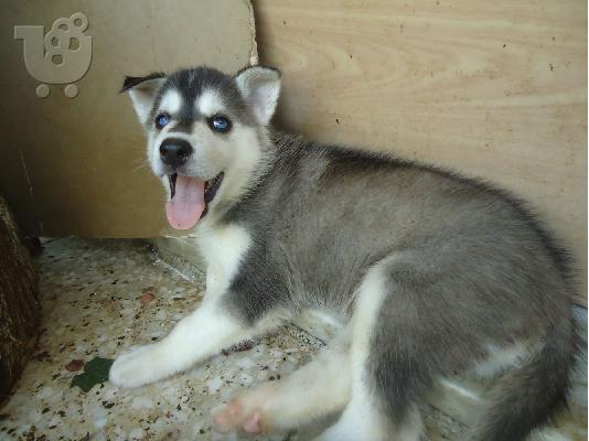 PoulaTo: Siberian husky κουτάβια