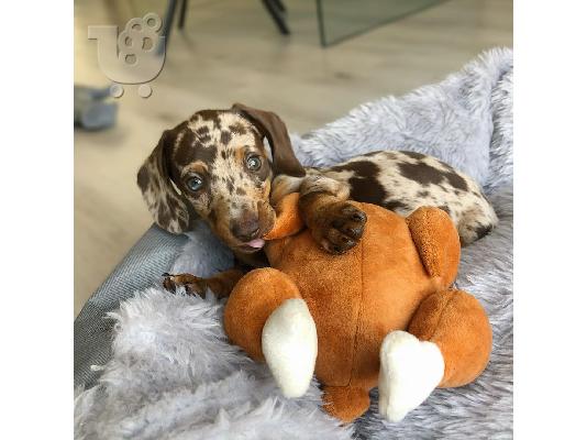 PoulaTo: Dachshund Puppies