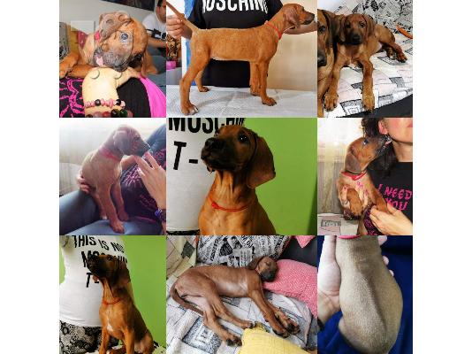 PoulaTo: Rhodesian Ridgeback - top quality puppies