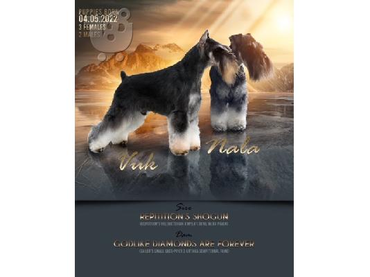 PoulaTo: Μινιατούρα Schnauzer κουτάβια