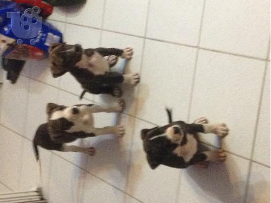 pit bull