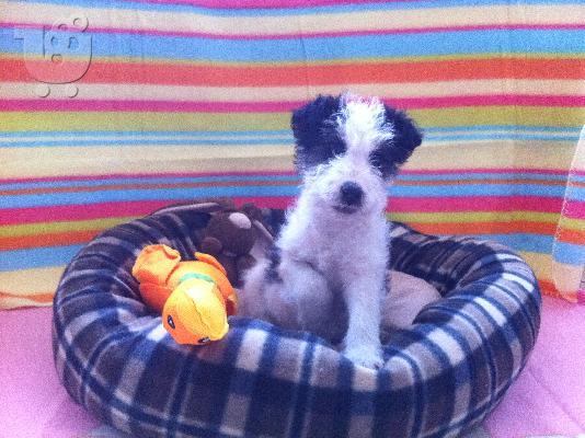 PoulaTo: Fox Terrier
