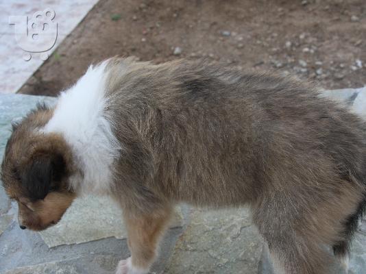 Πανέμορφα κουτάβια Collie