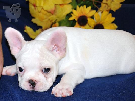 PoulaTo: French bulldog.