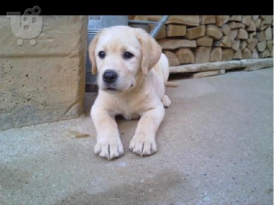 PoulaTo: LABRADOR