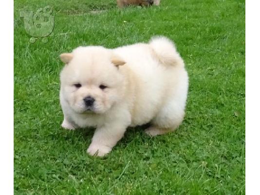 Διαθέσιμα κουτάβια Chow Chow έτοιμα προς πώληση.