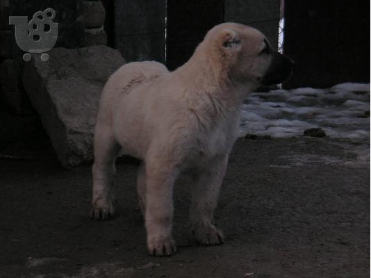 Τουρκικά kangal