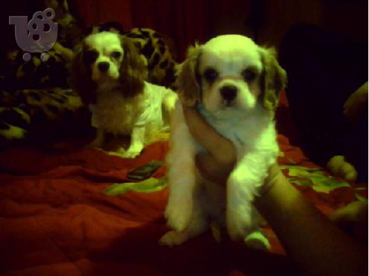PoulaTo: king charles cavalier