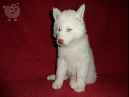 Seberian Husky     Χασκι Σιβιριανα καθαροαιμα κουταβια