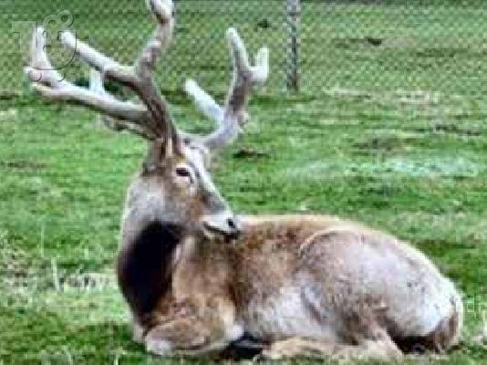 ΛΙΜΟΥΖΙΝΕΣ ΜΟΣΧΑΡΙΑ γαλλική Limousin ΑΓΡΙΟΒΟΥΒΑΛΟΙ. ΠΡΟΒΑΤΑ ΜΟΥΛΦ — Αγ. Νικόλαος ...