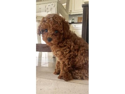 PoulaTo: Poodle apricot toy - Κανίς βερυκοκί τόι