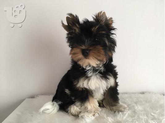 Yorkshire Terrier σκυλιά και κουτάβια προς πώληση