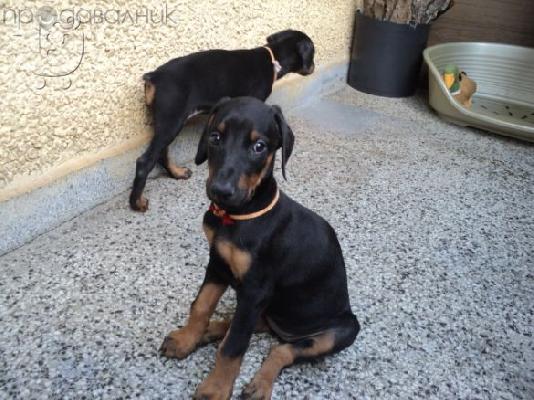 PoulaTo: DOBERMAN