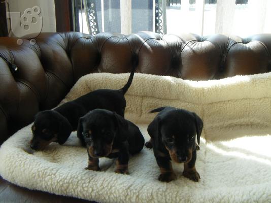 PoulaTo: Μικροσκοπικά κουτάβια Dachshund