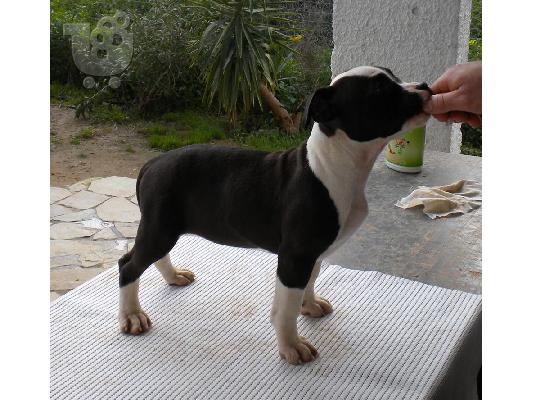 PoulaTo: American staffordshire terrier