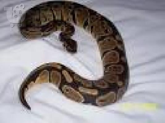 PoulaTo: Χάλκινο βασιλική / python μπάλα προς πώληση