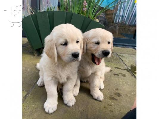 PoulaTo: Η KC κατέγραψε κουτάβια Golden Retrievers