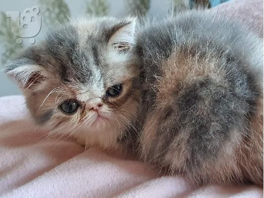 Δυστυχώς, είμαι Έχοντας να αναθεωρήσω την όμορφη αραιωμένη μου χελώνα...