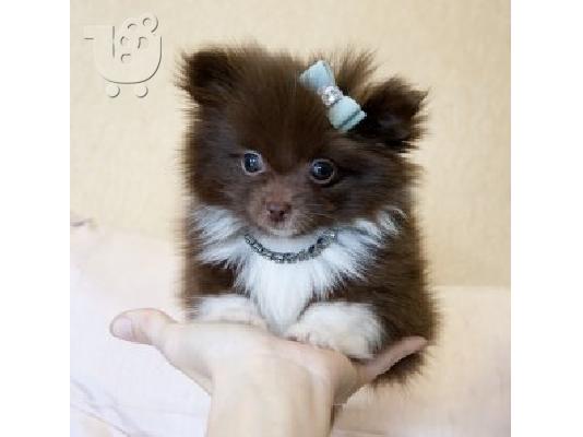 Pomeranian κουτάβι