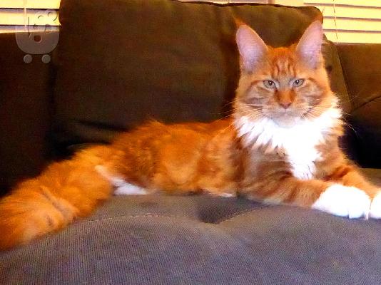 PoulaTo: Maine Coon γατάκια για υιοθεσία