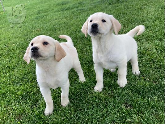 PoulaTo: Κουτάβια Labrador Retriever προς πώληση.