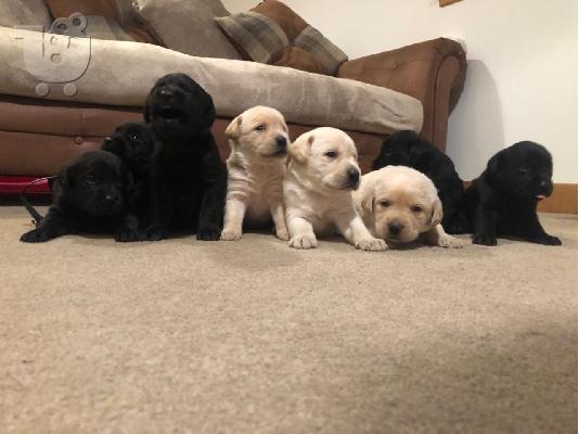 Labrador Puppies