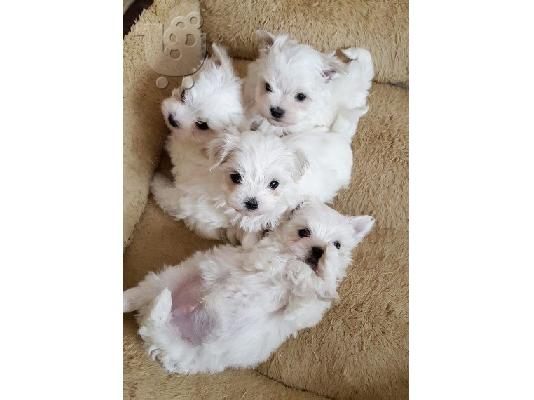 PoulaTo: Μαλτέζ μίνι (Maltese mini)...