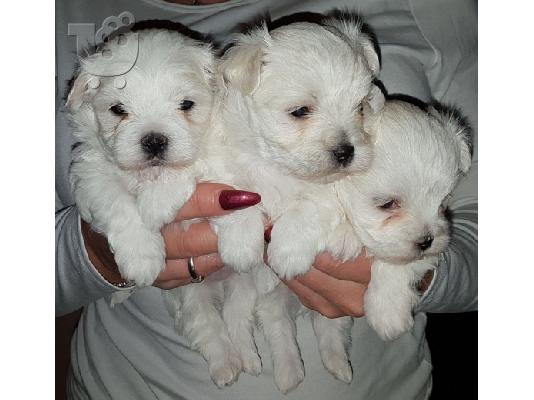 PoulaTo: Maltese Toy
