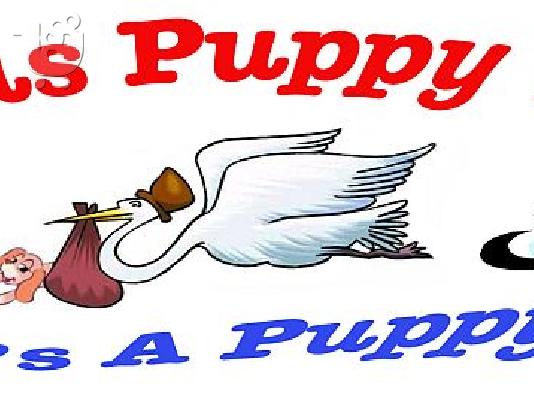 PoulaTo: Διαγωνισμος Ioulias Puppy World