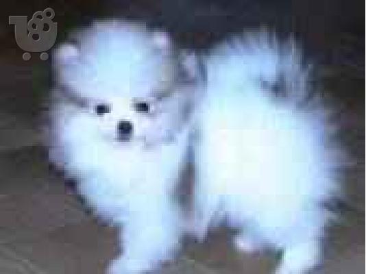 PoulaTo: POMERANIAN (ΠΟΜΕΡΑΝΙΑΝ) Πεκινουά