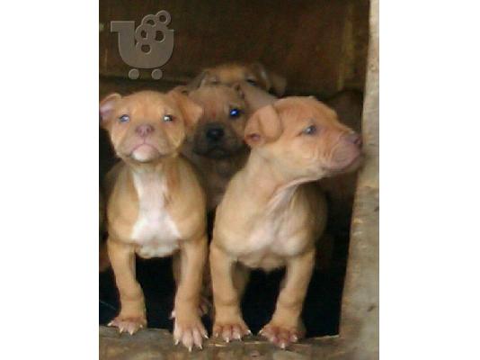 PoulaTo: pitbull