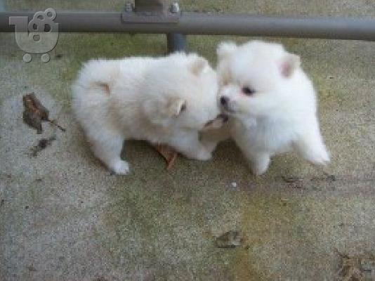 PoulaTo: Pomeranian Κουτάβια