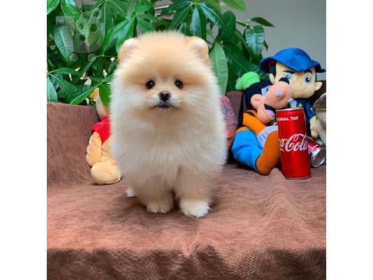 PoulaTo: POMERANIAN