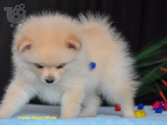 Pomeranian cream