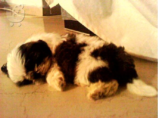 PoulaTo: shih tzu εκπαιδευμενος με εξοπλισμο Σιχ Τσου