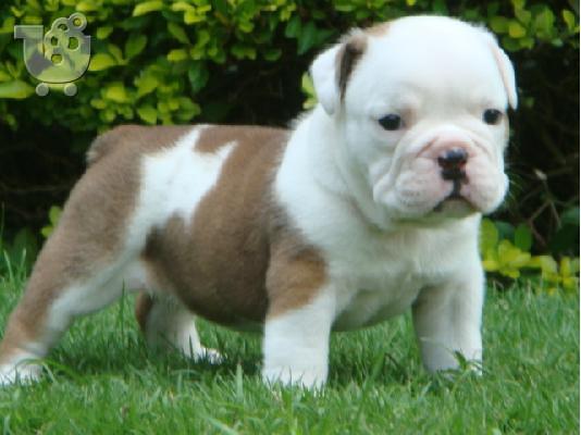 Shar pei